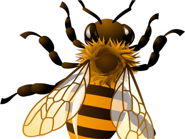 Realistic Bee Clipart Transparent Background Honey Bee Clipart Png Bee Transparent Background