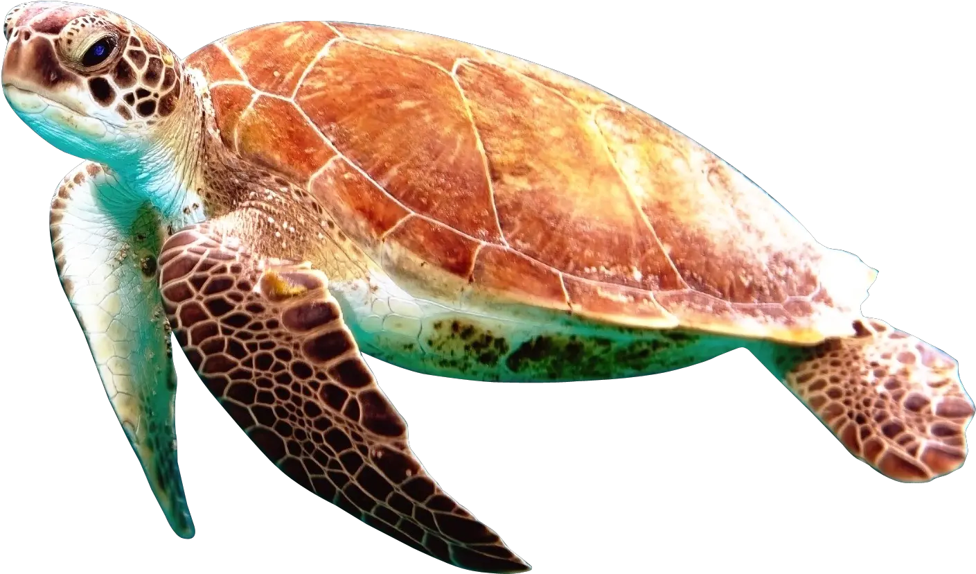 Download Sea Turtles Transparent Background Png Turtle Transparent Background
