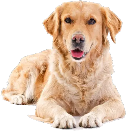 Download Golden Sitting Pet Dog Cat Hair Puppy Clipart Png Golden Retriever Transparent Background Puppy Clipart Png