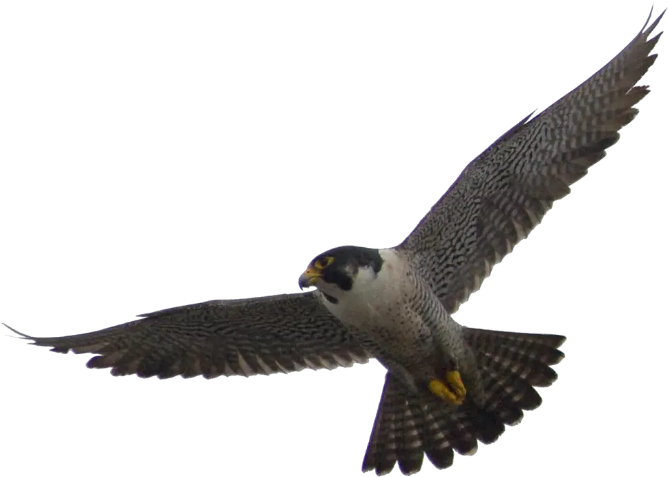 Flying Falcon Bird Png Transparent Image 9 Free Falcon Transparent Background Bird Flying Png