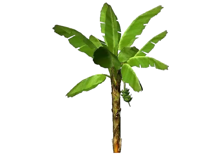 Download 3d Banana Trees Png Transparent Banana Tree Png Banana Tree Png