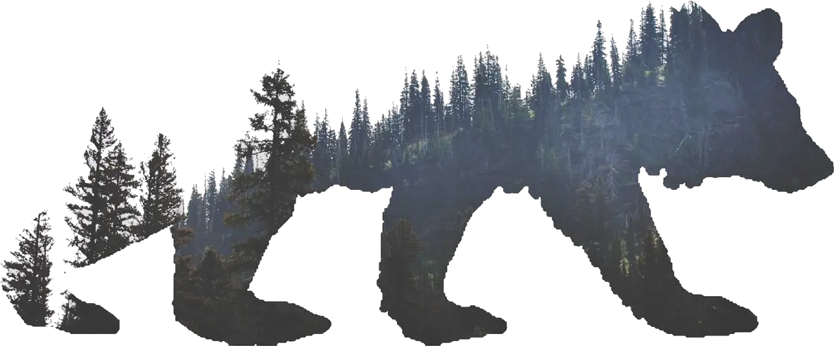 California Grizzly Bear Tattoo Cover Bear Pine Tree Tattoo Png California Bear Png