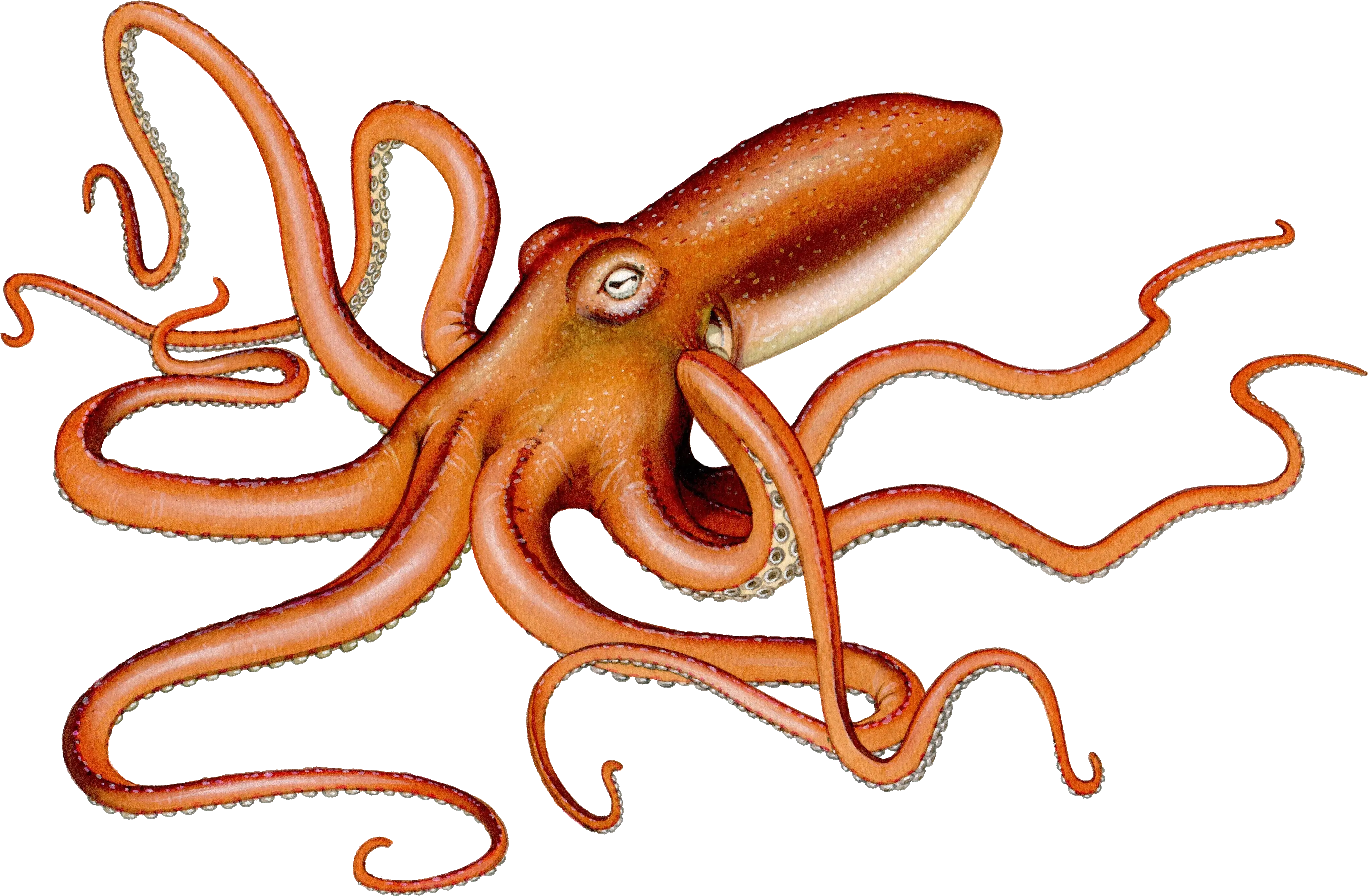 Squid Including Calamari Octopus And Cuttlefish All Pacific Octopus With Transparent Backround Png Octopus Transparent Background