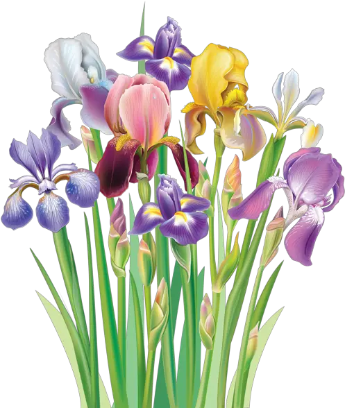 Irises Png Clipart Image Iris Flower Clip Art Iris Flower Png