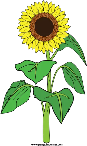 Sunflower Clipart Png 41037 Free Icons And Png Backgrounds Clipart Of A Sunflower Plant Clipart Png