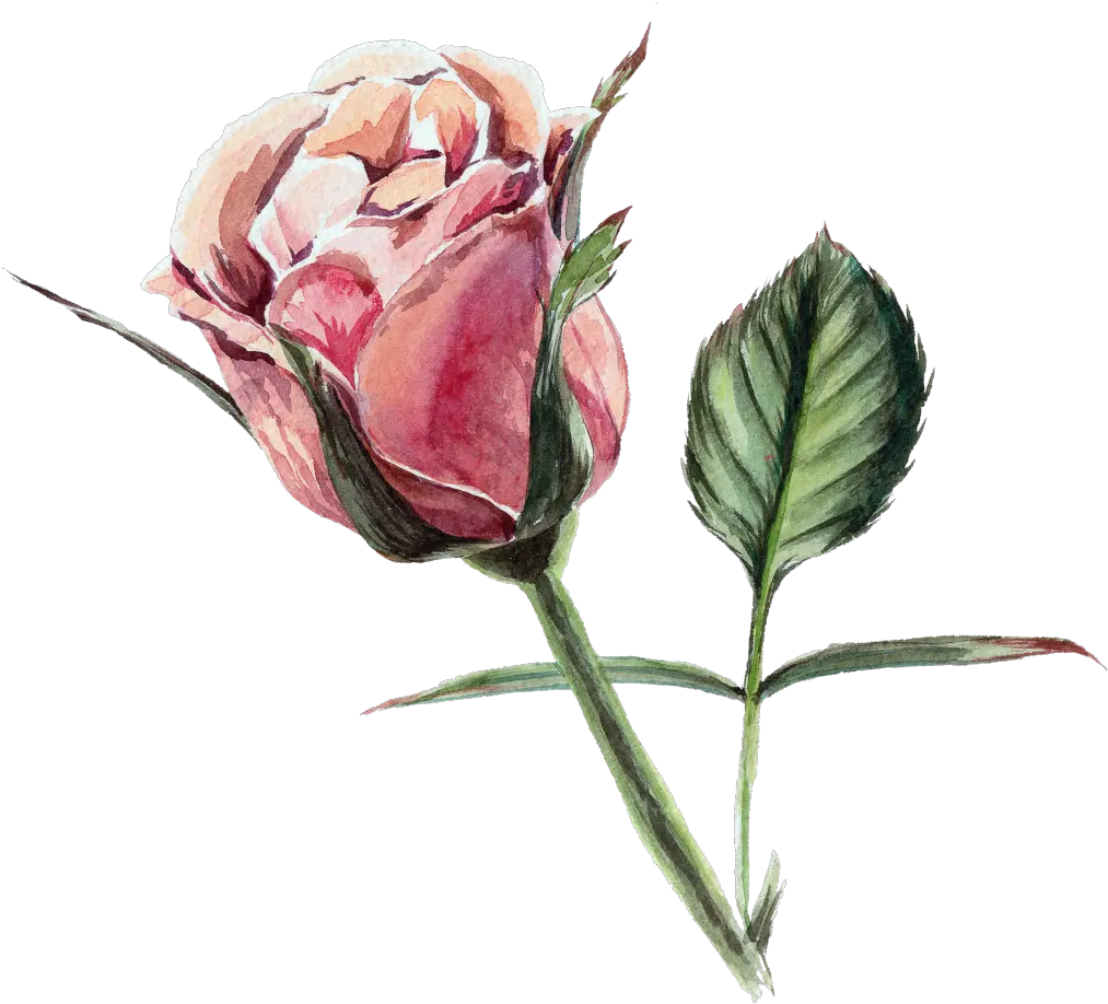 Rose Transparent Watercolor Flowers Darmowe Kartki Urodzinowe Kwiaty Png Roses Transparent Background