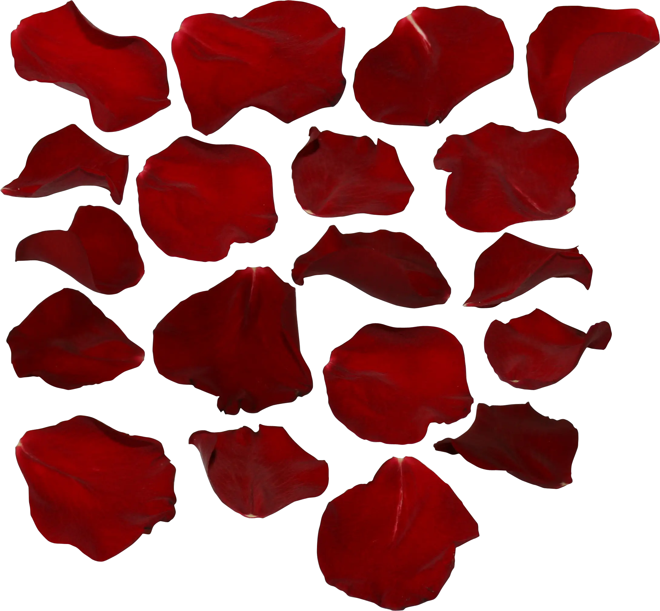 Red Rose Png Single Petal Rose Petals With Transparent Background Free Single Rose Png