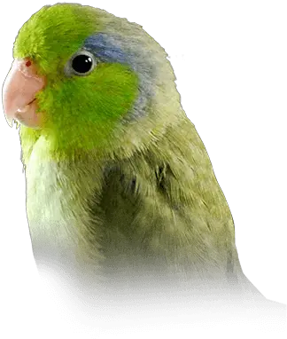 Raw Parrot Png Image Parrotlet Transparent Parrot Png