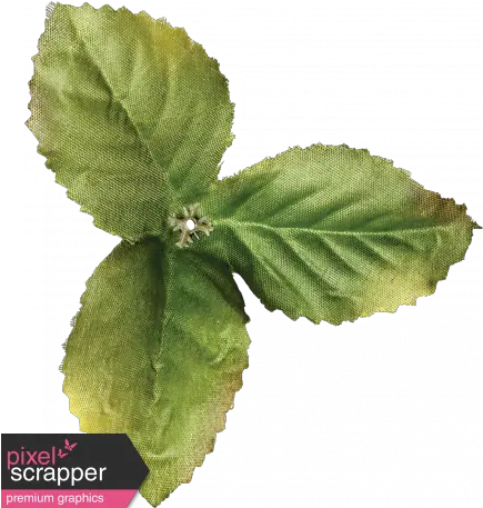 Strawberry Fields Leaf Cluster Graphic By Janet Scott Stevia Rebaudiana Png Mint Leaves Png