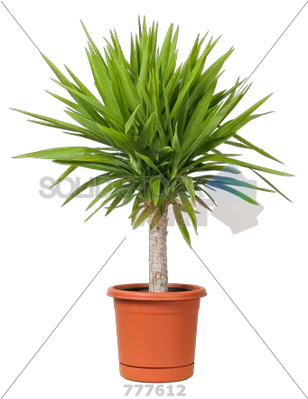 Plant Background Clipart Png Images Outdoor Tall Potted Plants Plant Transparent Background