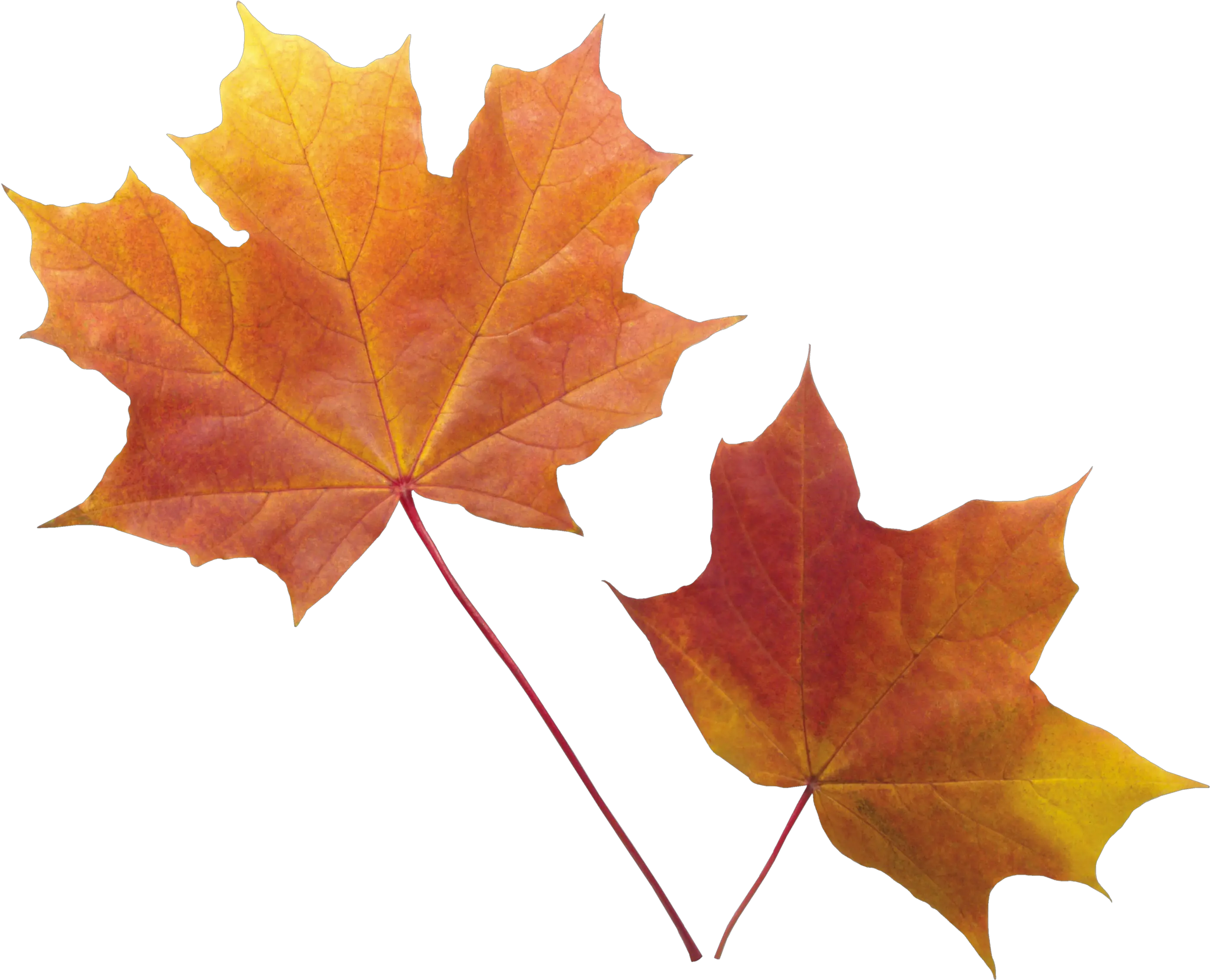 Png Images Free Yellow Leaves Transparent Background Autumn Leaf Png Autumn Leaves Png