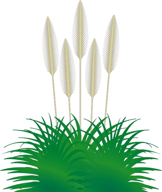 Pompous Clipart Grasses 533x631 Png Clipart Download Pampas Clipart Grasses Png