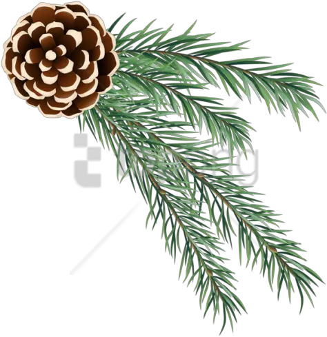 Pine Cone Png Image Free Download Christmas Pine Cone Png Pine Branch Png