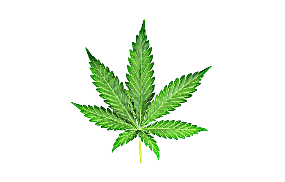 Download Free Png Cannabis Backgroundtransparent Dlpngcom Transparent Background Png Weed Weed Transparent Background