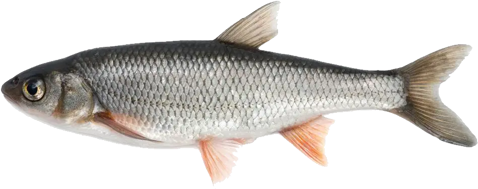River Fish Png Transparent Image 16 Free Transparent Png Fish Available In India Fin Png