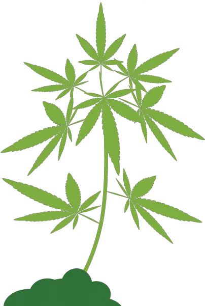 Your Guide To Marijuana In Illinois Chicago News Wttw Vector Graphics Png Marijuana Plant Png