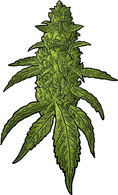 Buds Cannabis Vector Clipart Kush Weed Vector Png Weed Transparent Background