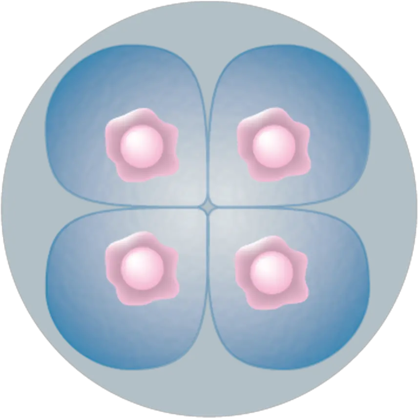 File4 Cell Stage Embryopng Wikimedia Commons 4 Cell Stage Embryo Stage Png