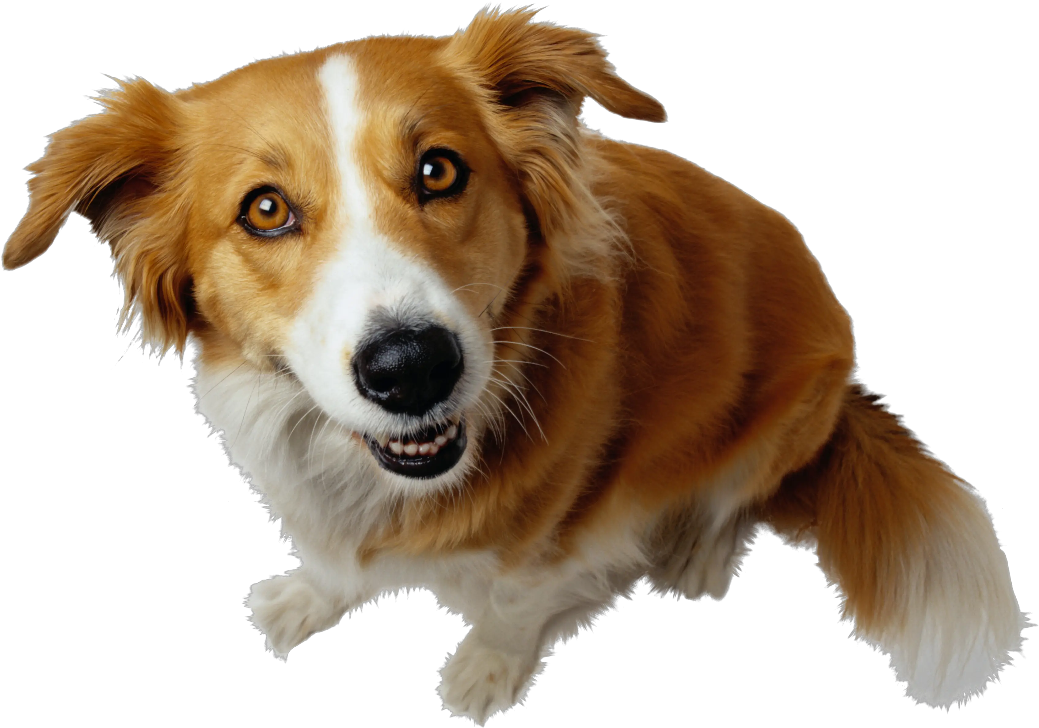 Dog Png Transparent Background Dogs Png Playing Bull Dog Png