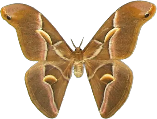 Half Moon Silk Moth Samia Cynthia Icon 512x512px Ico Png Silk Moth Png Moth Png