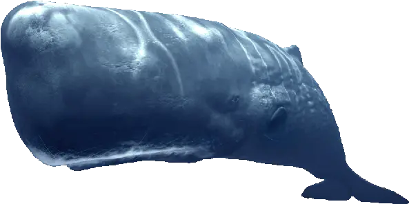 Sperm Whale En Fish Ocean Sea Glogster Edu Whale Png Whale Transparent