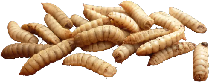 Maggot Png Transparent Images All Transparent Maggots Png Worm Transparent Background