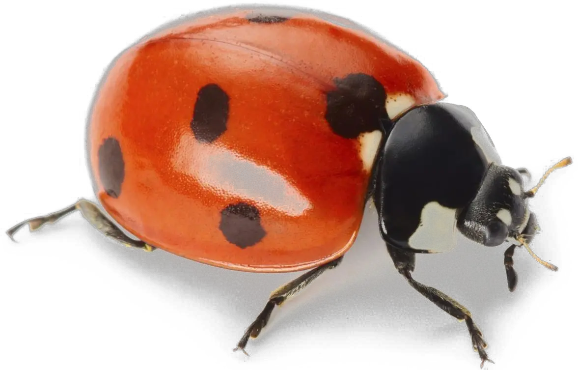 Png Images Transparent Background Lady Bug On White Ladybug Png