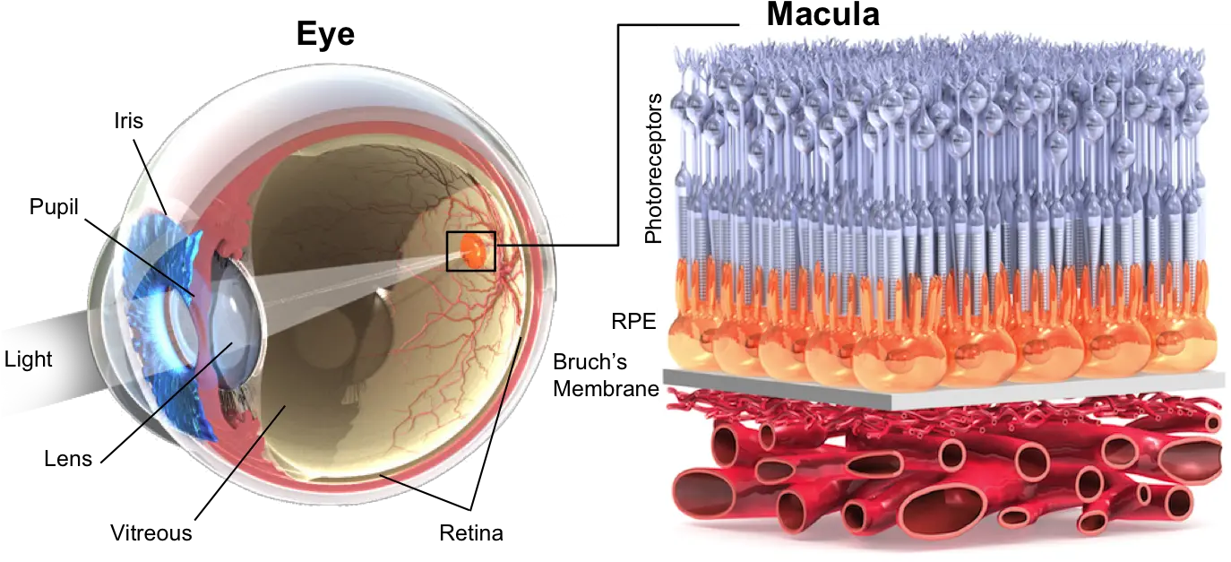 Learn Science Of Amd Eye Amd Png Amd Png