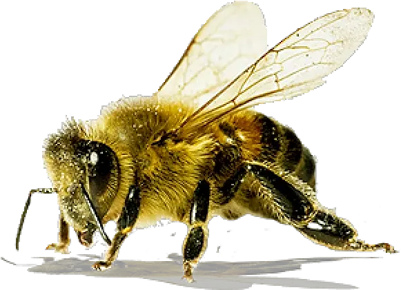Png Bee Free Download Images Does A Killer Bee Look Like Bumblebee Png