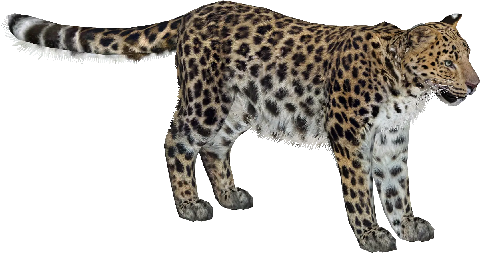 Amur Leopard Lgcfm U0026 Zebrasorus Zt2 Download Library Amur Leopard Png Leopard Png