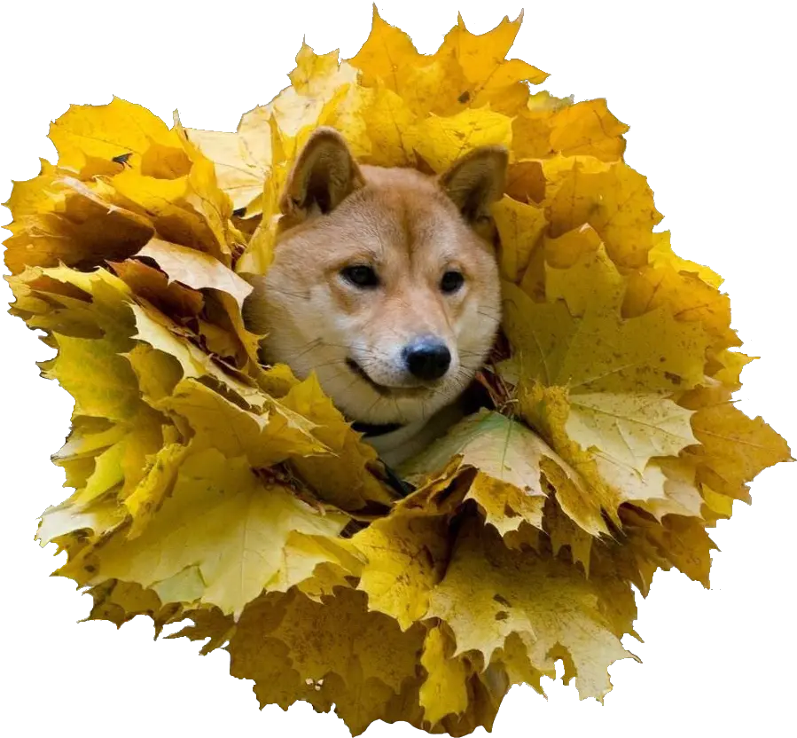 Doge Lion Kcode Projects Resources Information Shiba Guardian Png Shiba Inu Transparent