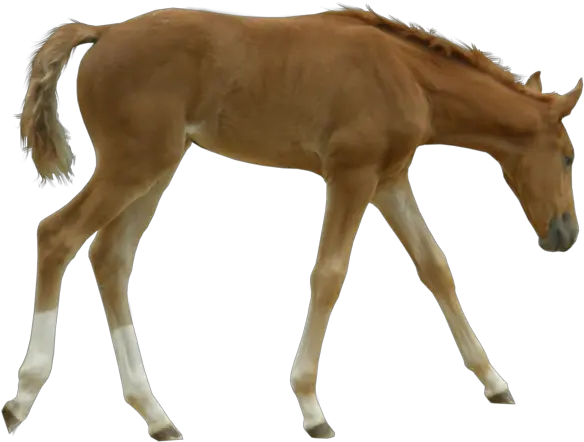 Foal Png Hd Transparent Hdpng Images Pluspng Foal Transparent Background Horse Running Png
