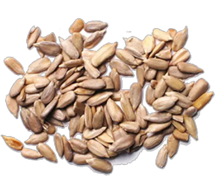 Sunflower Seeds Png Image Purepng Free Transparent Cc0 Sunflower Seeds Seed Png