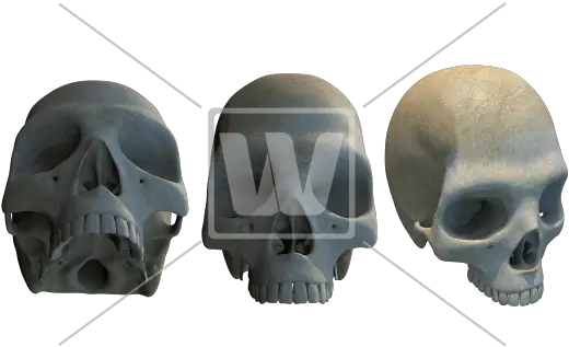 Three Different Skulls Png Skull Skulls Png