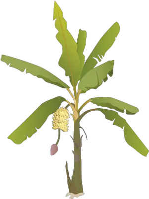 Banana Tree With Fruit Transparent Png Banana Tree With Fruit Banana Tree Png