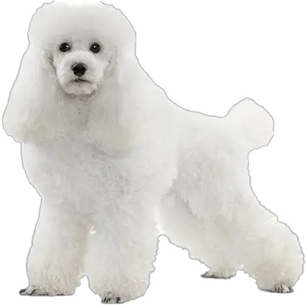 White Poodle Png File Bolognese Poodle Png