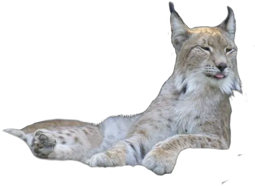 Download Animal Png Bobcat Bobcat Png