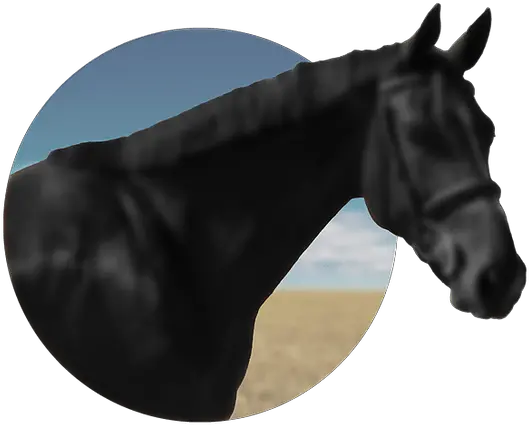 Show Horses Lothlorien Stallion Png Horses Png