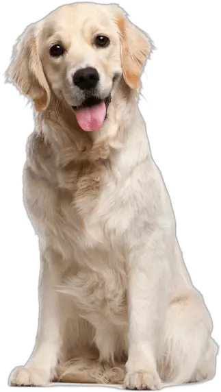 Dog Free Png Transparent Image And Clipart Golden Retriever 10 Months Dogs Transparent Background