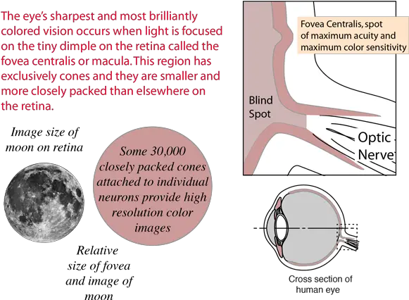 The Retina Of Human Eye Fovea Centralis Contains Png Light Eyes Png