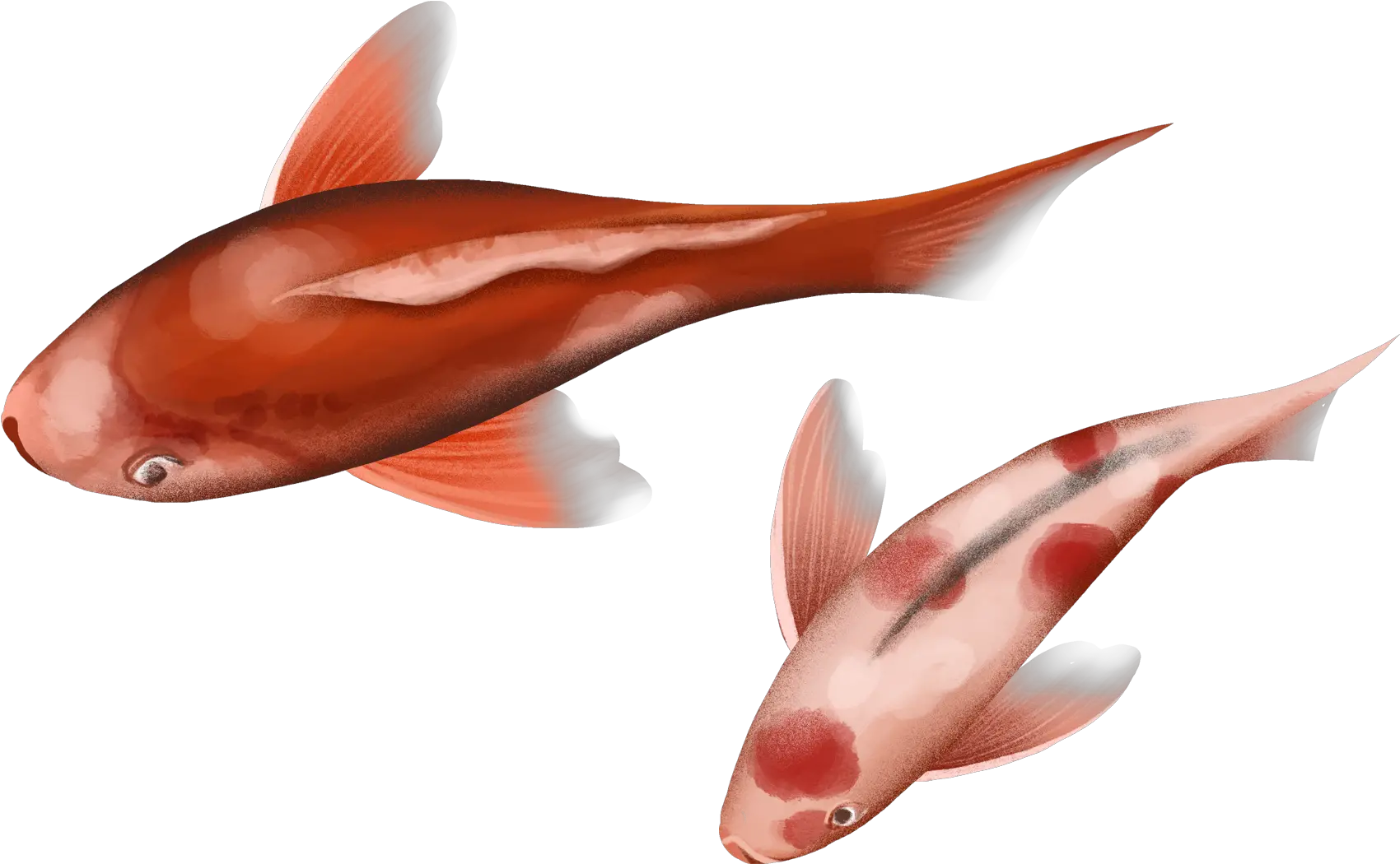 Festive Chinese Style Transport Koi Coral Reef Fish Png Koi Fish Png