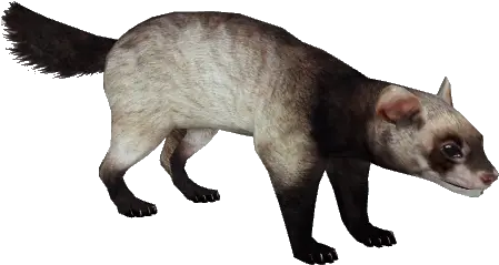 Ferret Png Image Viverridae Ferret Png