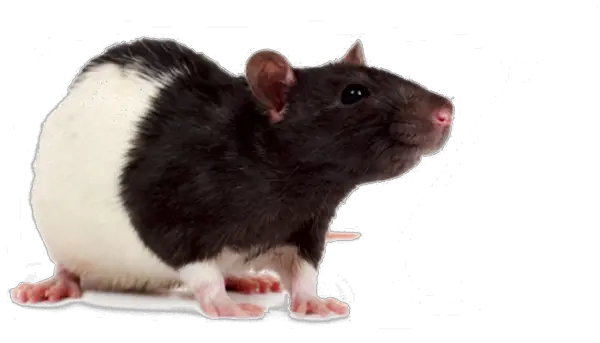 Transparent Rat Png Image Rat Rat Transparent