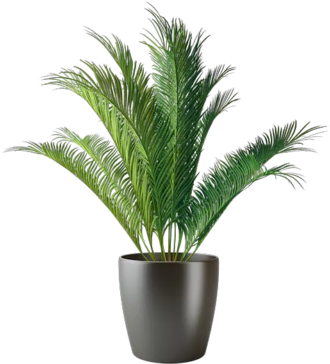 Png Classi Plant Transparent Japán Cikász Plant Transparent