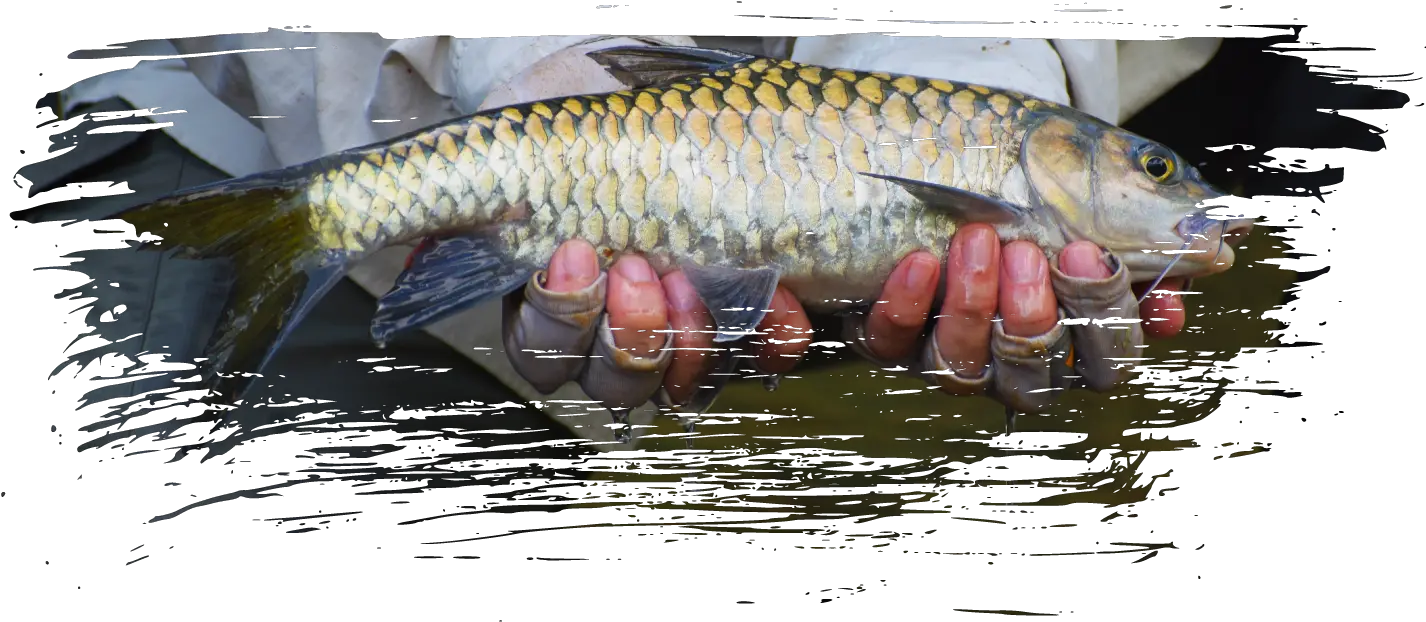 About Fly Tie Cast U2013 Carp Png Bass Fish Png