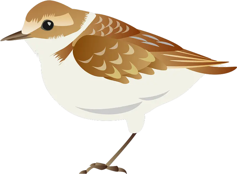 Plover Bird Clipart Plover Bird Cartoon Transparent Png Bird Transparent