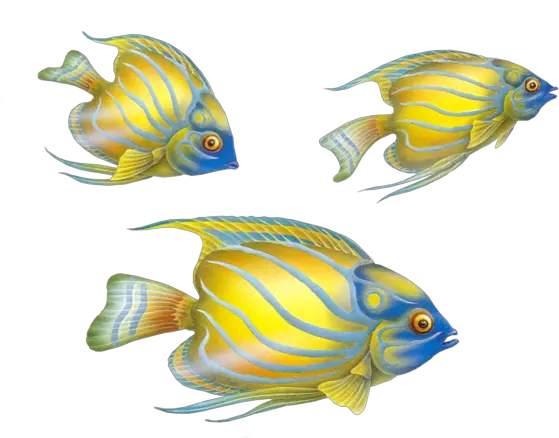 Fish Clipart Png Transparent Images Free Download Three Fish Png Clipart Fish Clipart Png