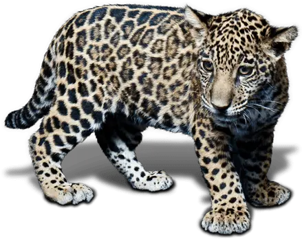 Animal Jaguar Png Free Download Jaguar Jaguar Png