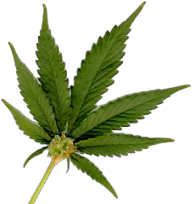 Real Weed Leaf Png 3 Image Marijuana Leaf With Bud Weed Leaf Png