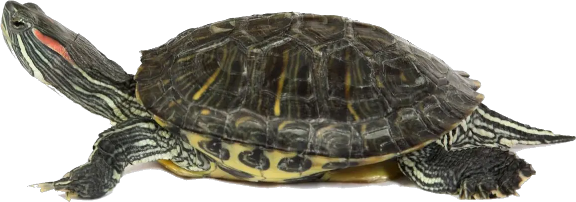 Turtle Png Picture 67723 Web Icons Png Box Turtle Transparent Turtle Icon Png